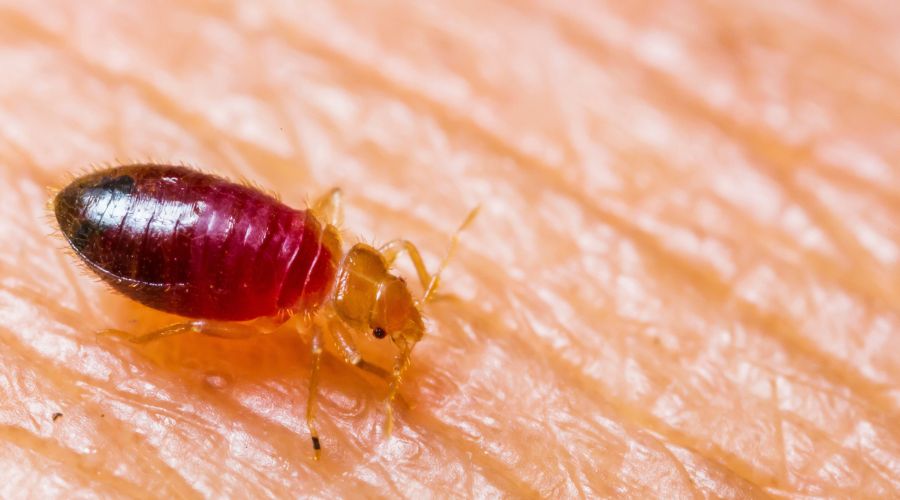 The Dangers of DIY Pest Control