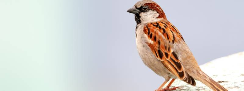 Protect Your Property from Pest Birds