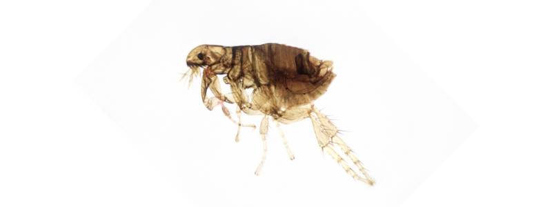 Fleas Bite Humans and Pets