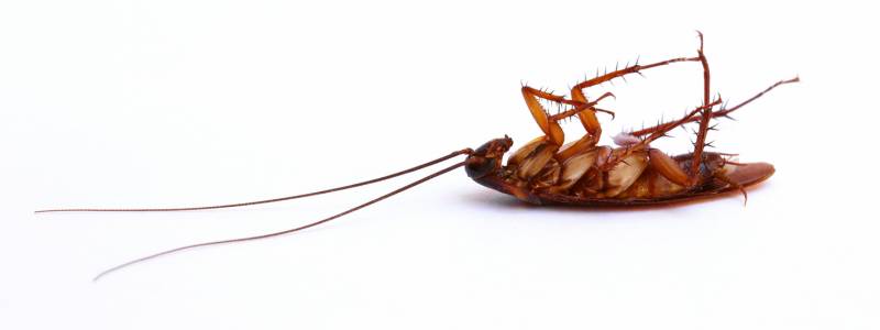 Cockroach Control in Sydney