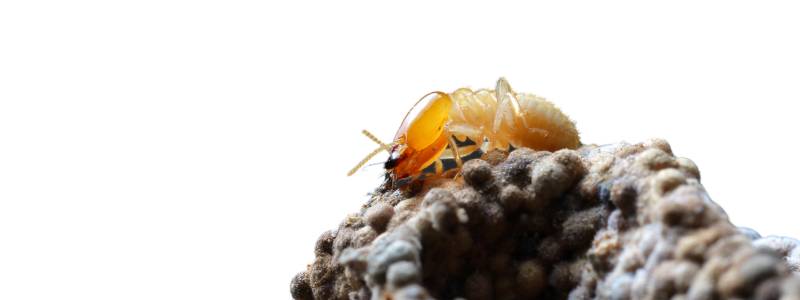 Termite Barriers Matter