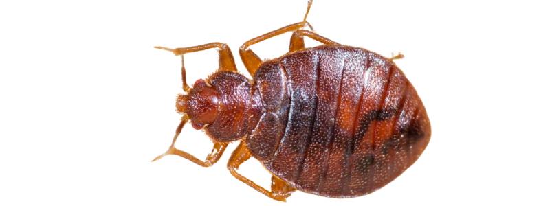 How to Prevent Bed Bugs