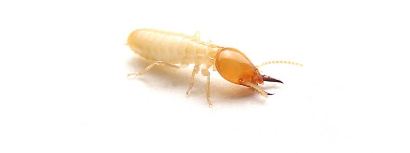 Reasons You Need a Termite Barrier to Protect Your Home