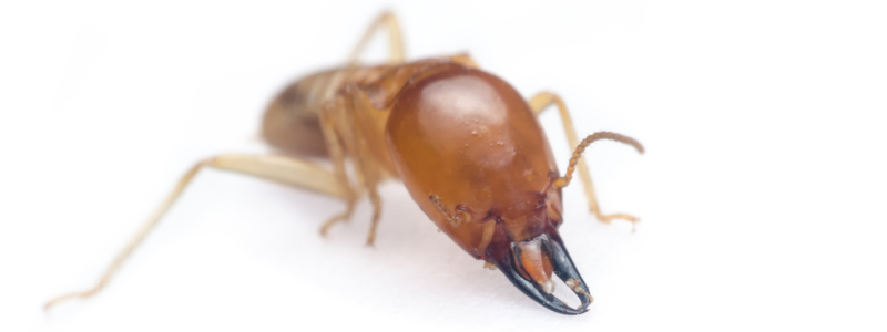 Options for Treating Termites