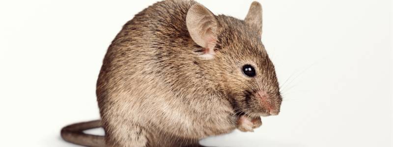 How to Treat Rodents