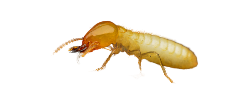 Understanding Termite Behaviuor and Preventative Measures