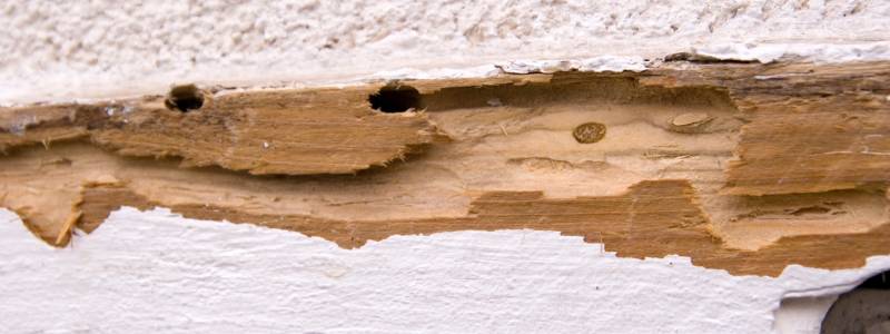 Why Your Home Needs a Termite Barrier