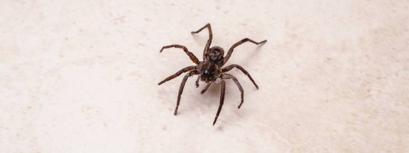 Prevention Tips for Spider