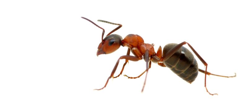 Ant Control in Sydney