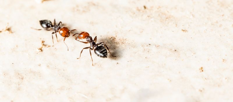 Swarm of Ants