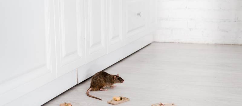 Traps for Rodents